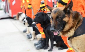 Z psami na straży życia – sekcja poszukiwawczo-ratownicza OSP Nowy Dwór Mazowiecki