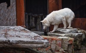 Z psami na straży życia – sekcja poszukiwawczo-ratownicza OSP Nowy Dwór Mazowiecki