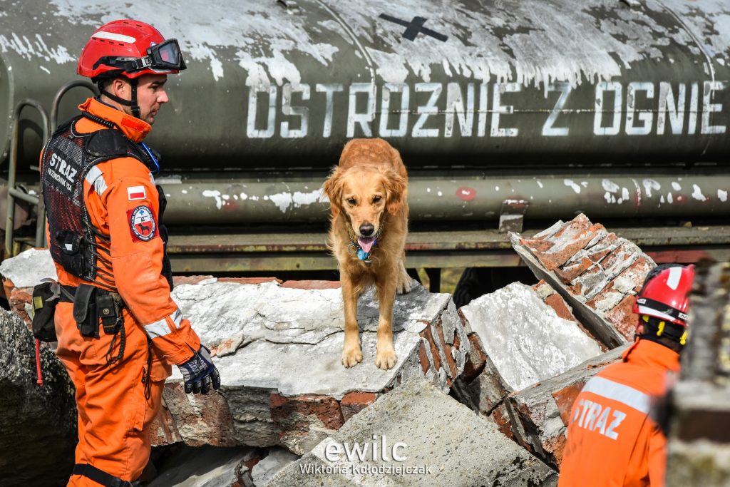 Warsztaty z psami ratowniczymi na sobotniej konferencji