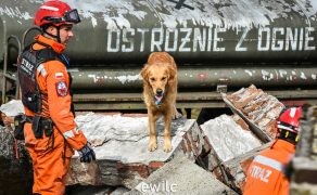 Warsztaty z psami ratowniczymi na sobotniej konferencji